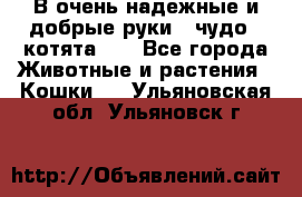 В очень надежные и добрые руки - чудо - котята!!! - Все города Животные и растения » Кошки   . Ульяновская обл.,Ульяновск г.